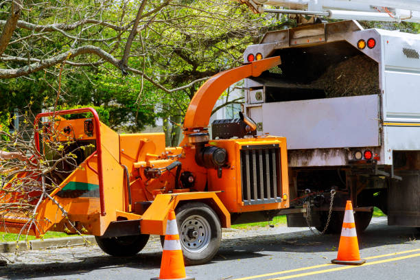 Why Choose Our Tree Removal Services in Lake Goodwin, WA?