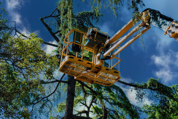 Reliable Lake Goodwin, WA  Tree Services Solutions