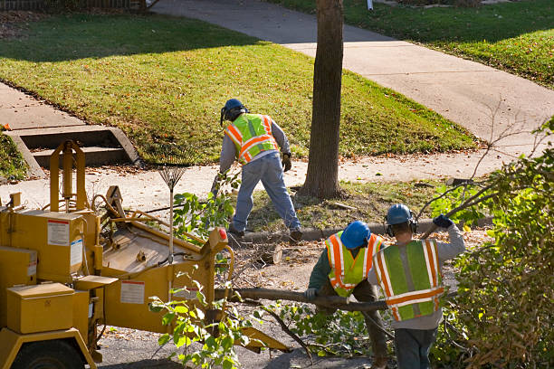 Best Tree Removal  in Lake Goodwin, WA