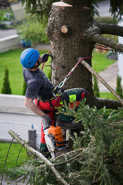 Best Seasonal Cleanup (Spring/Fall)  in Lake Goodwin, WA