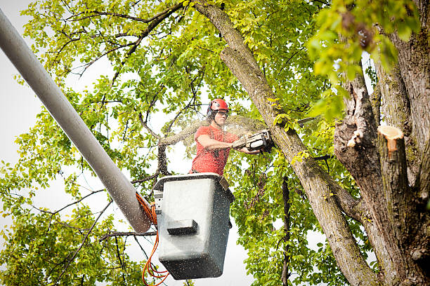 Best Arborist Consultation Services  in Lake Goodwin, WA